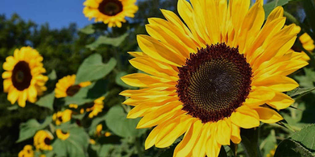 Sunflowers