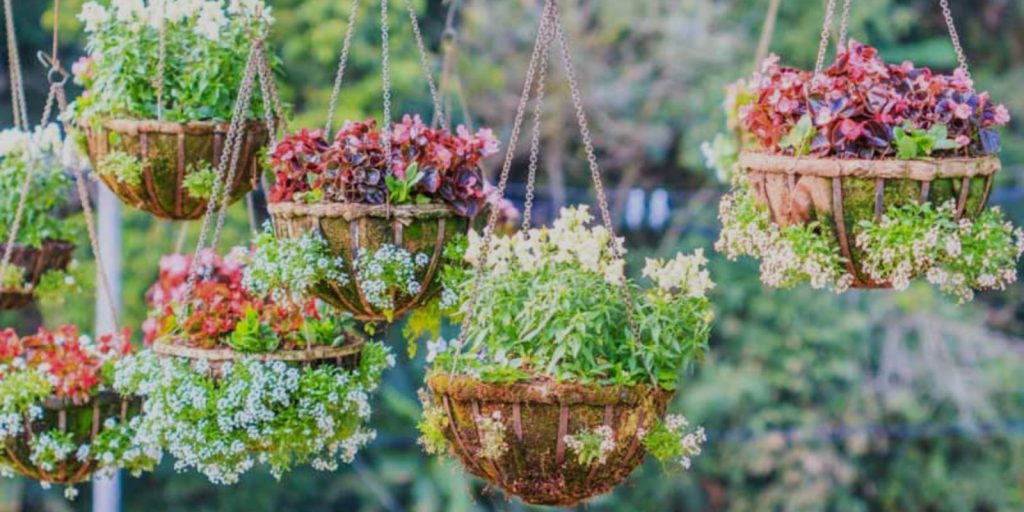 Hanging Flower Baskets