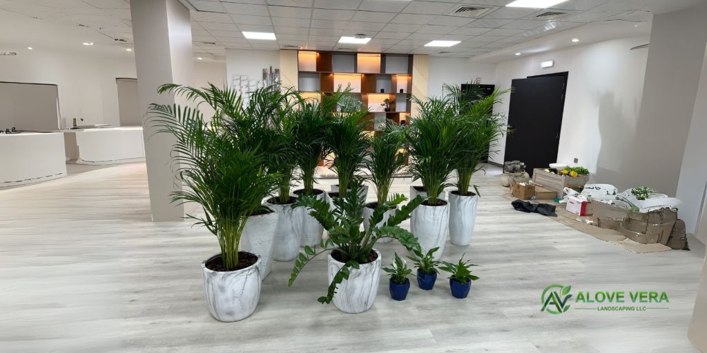 indoor plants in hospital by av landscaping