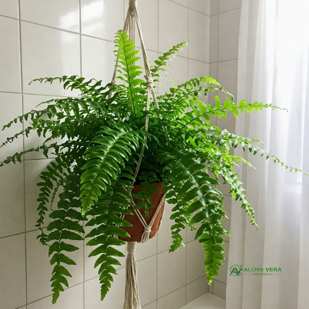 ferns luxury plant hanged in a bathroom