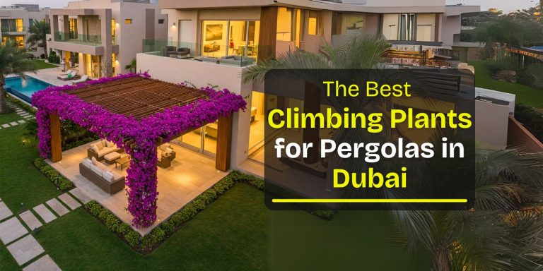 Best climbing plants for pergolas in dubai