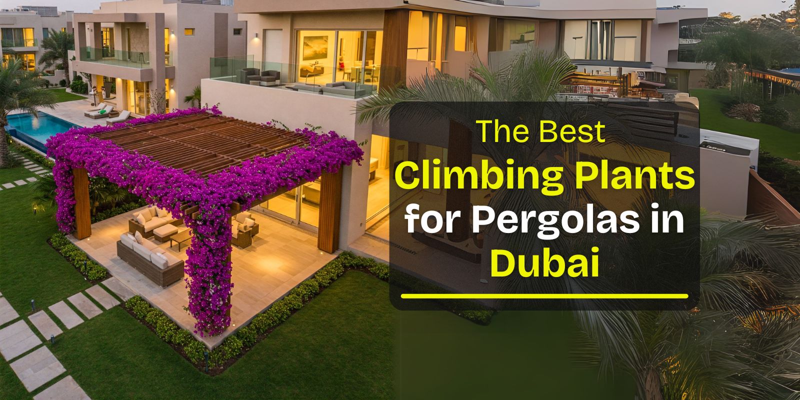Best climbing plants for pergolas in dubai