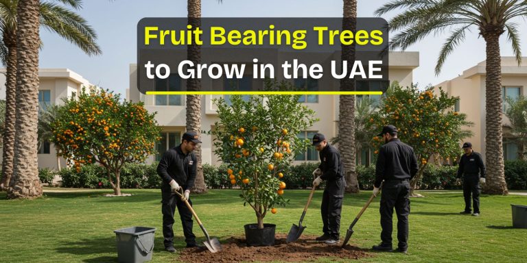 Top Fruit Bearing Trees to Grow in the UAE