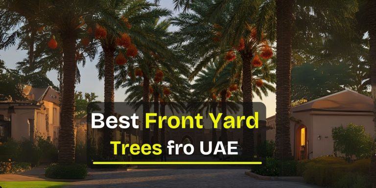 best front yard trees in uae