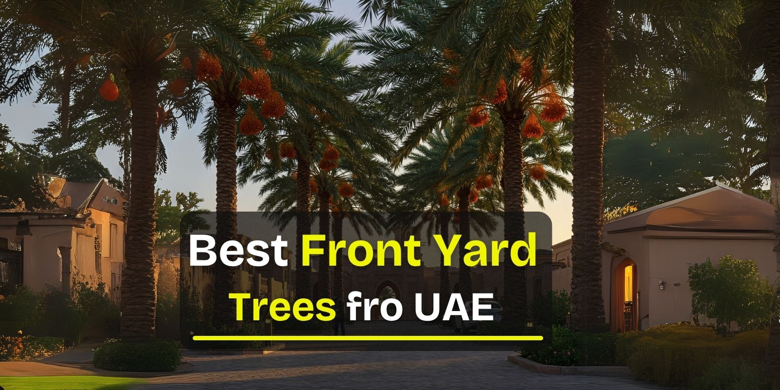 best front yard trees in uae