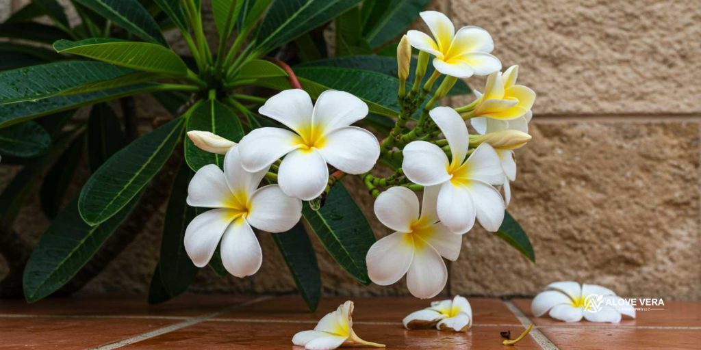 frangipani