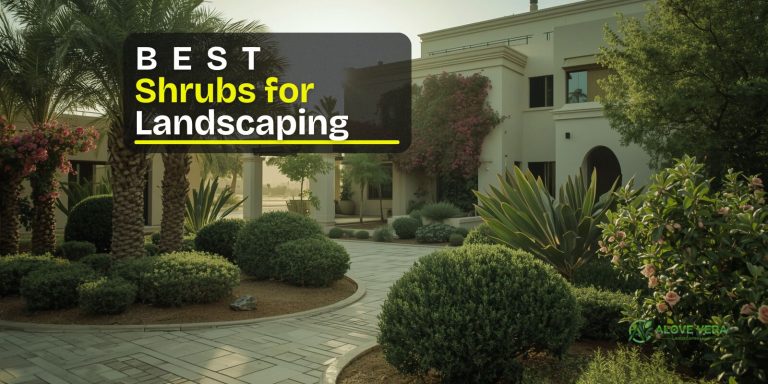 Best shrubs for landscaping— calm structure, low care 1 best shrubs for landscaping