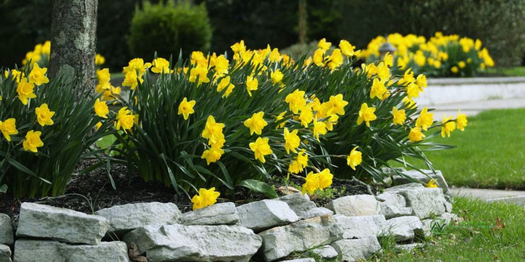 Luxury Daffodils Landscape Garden Designs 2 daffodils landscape gardening 1