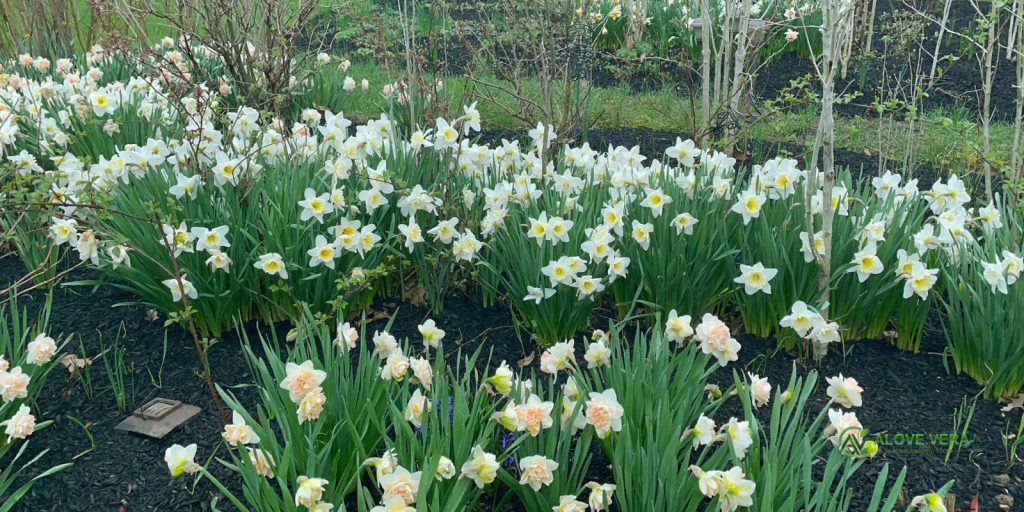 Luxury Daffodils Landscape Garden Designs 3 daffodils landscape gardening 2
