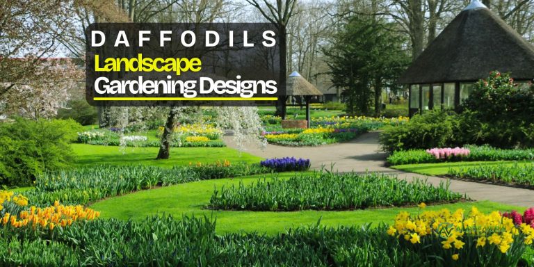 daffodils landscape gardening