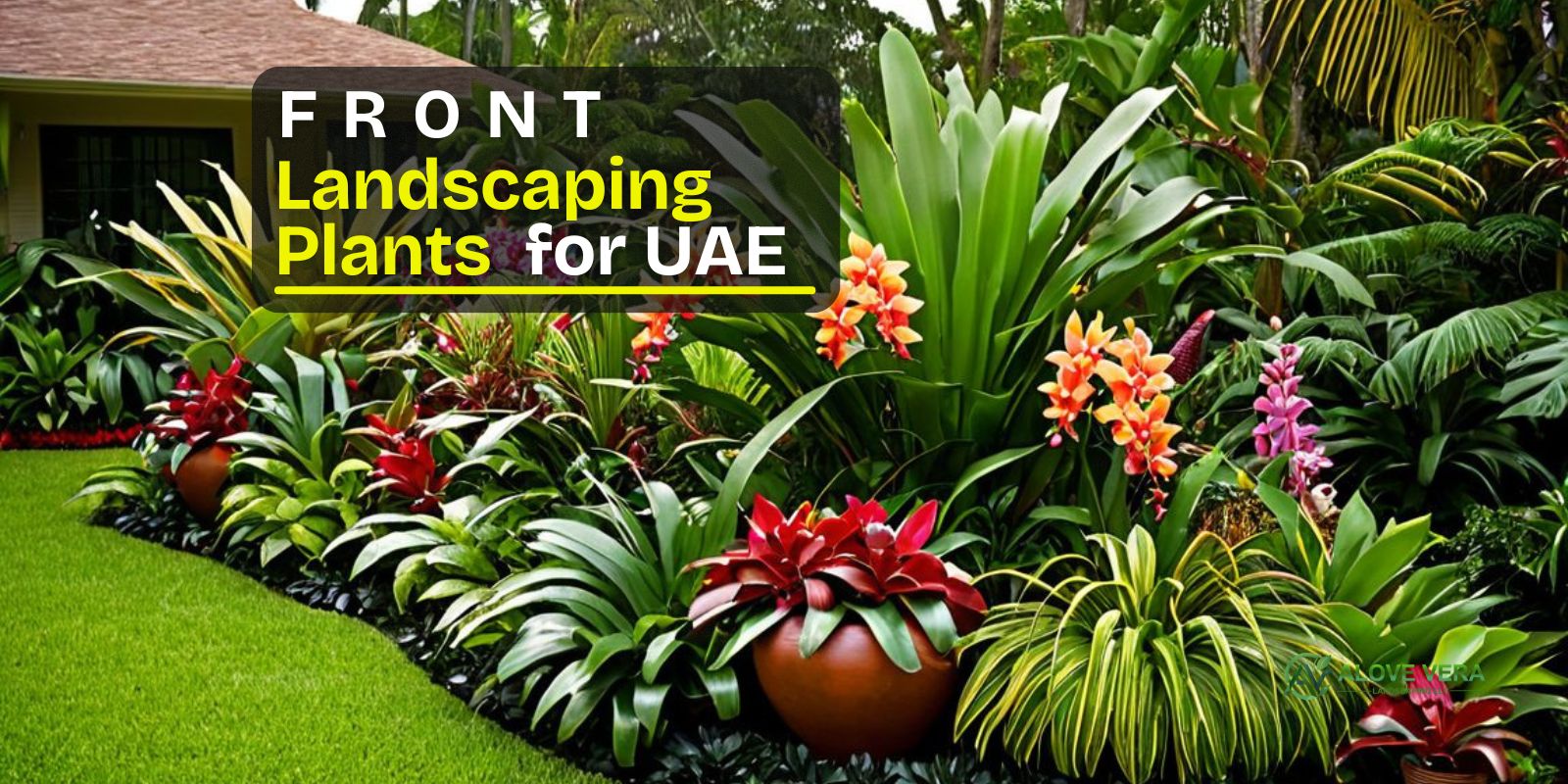 front landscaping plants