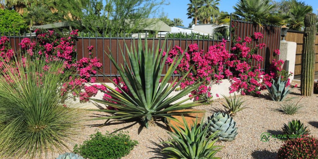 Right Landscaping Shrubbery for the UAE Climate 3 landscaping shrubbery 3
