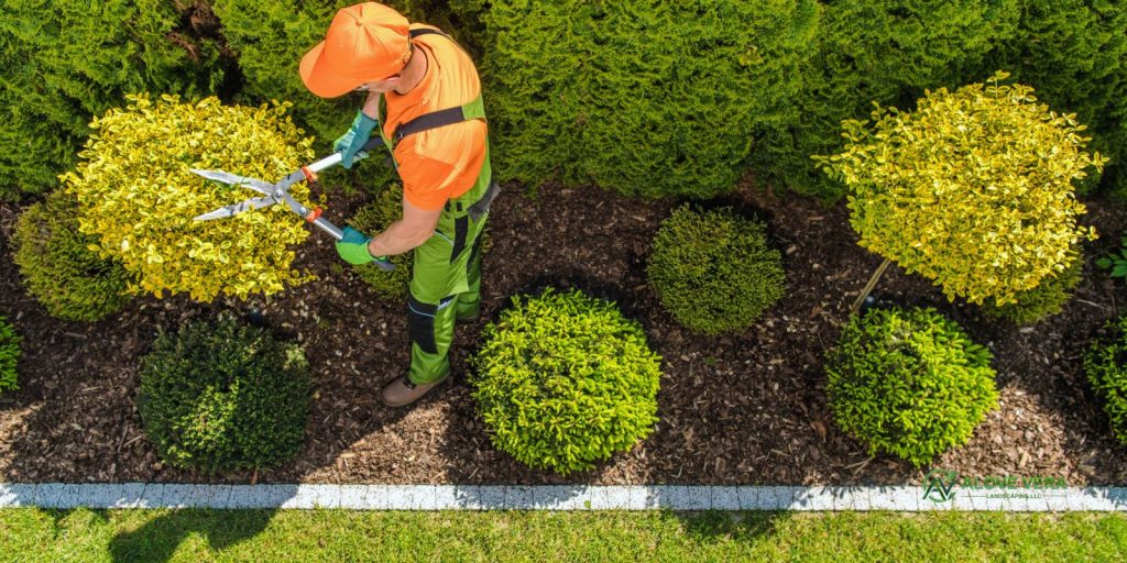 Right Landscaping Shrubbery for the UAE Climate 5 landscaping shrubbery 4