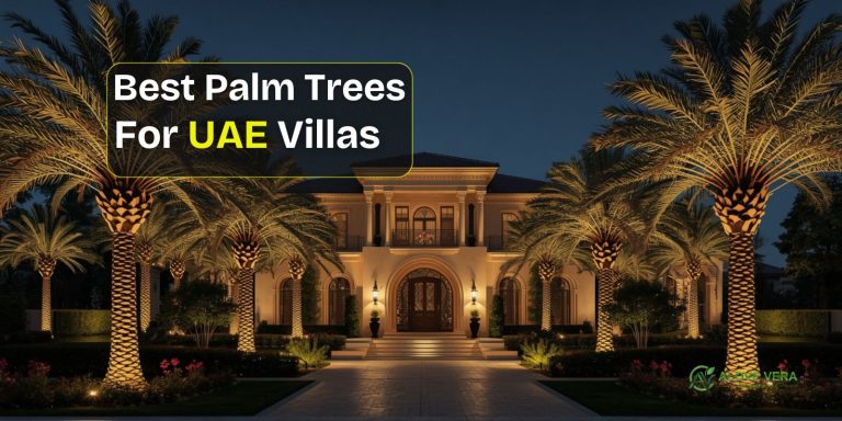 Best Palm Trees for UAE Villas