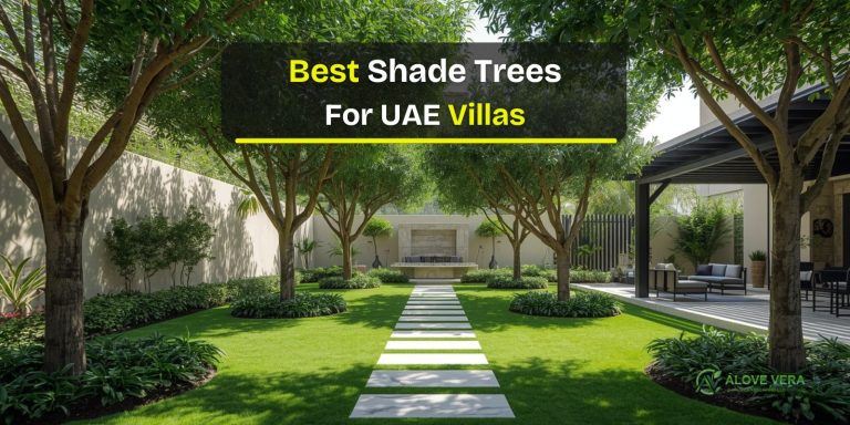 Best Shade Trees for UAE Villas