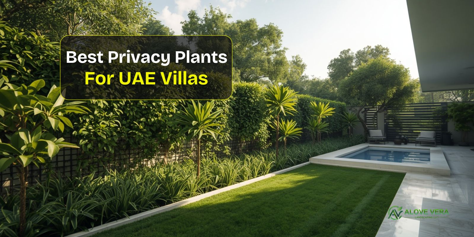 Best Privacy Plants