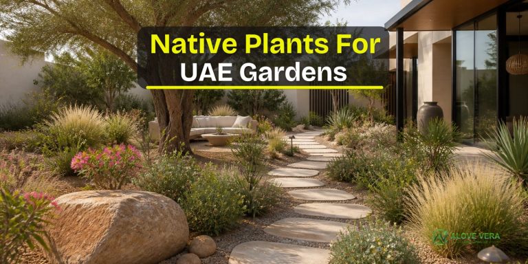 Native Plants for UAE Gardens