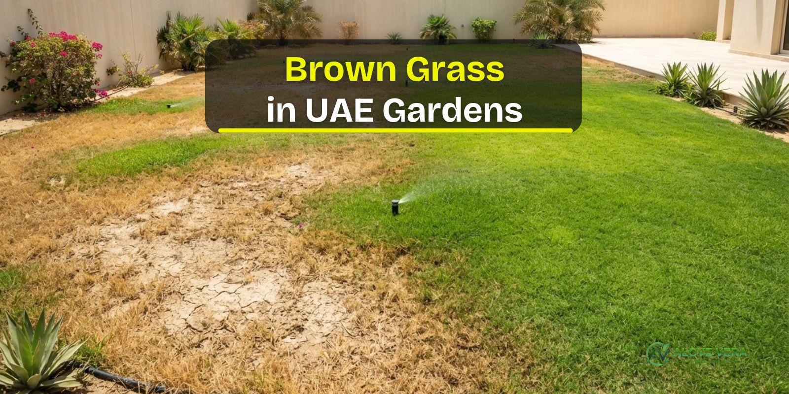 Brown Grass in UAE Gardens